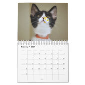 Crazy à propos du calendrier mural Cats 2023 (Feb 2027)