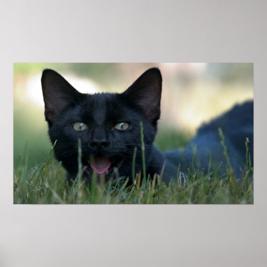 Crazy Black Cat Poster (Voorkant)