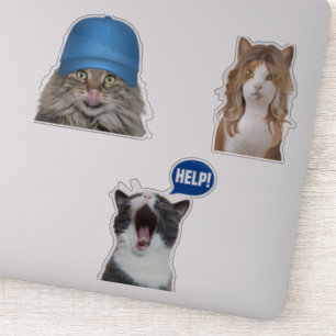 Crazy Cat Memes Sticker