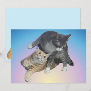 Crazy Cats beroemd gemaakt door Taz & Tito Bandito