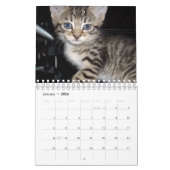 Crazy Cats en Kittens, Kalender (Jan 2026)