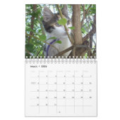 Crazy Cats en Kittens, Kalender (Mar 2026)