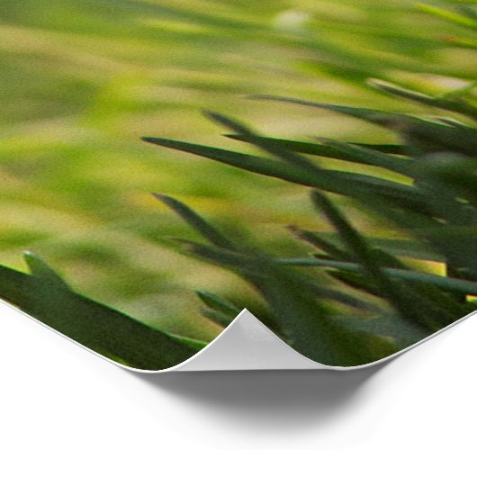 Crazy Chick Funny Poster (Hoek)