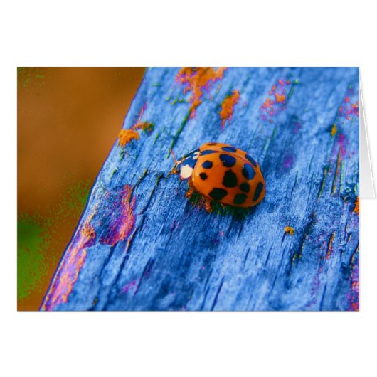 Crazy Color Bug (Voorkant Horizontaal)