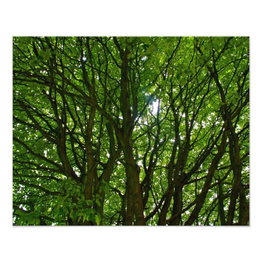 Crazy Green Tree Foto Afdruk (Voorkant)