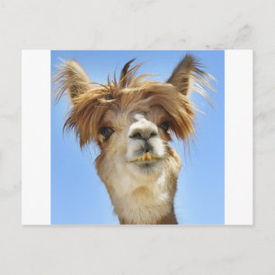 Crazy Hair Alpaca Briefkaart