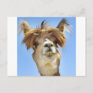 Crazy Hair Alpaca Briefkaart