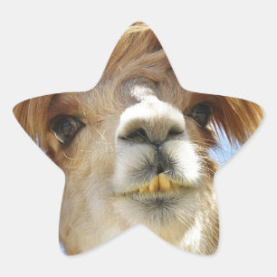 Crazy Hair Alpaca Ster Sticker