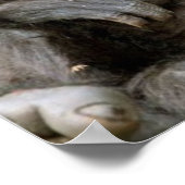 Crazy Hair Monkey te veel koffie Poster (Hoek)