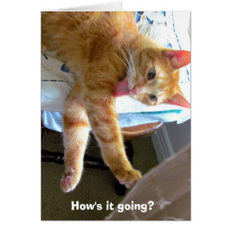 Crazy oranje cat card