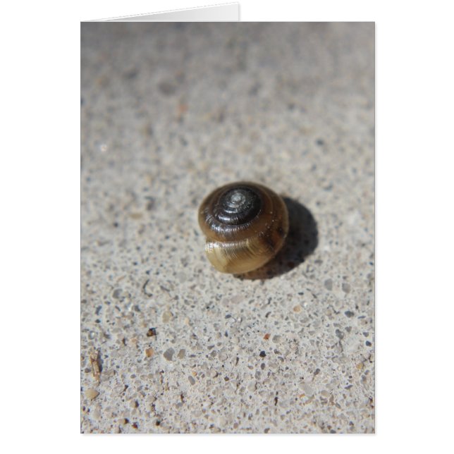 Crazy Snail (Devant)