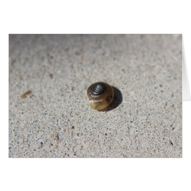 Crazy Snail (Devant horizontal)