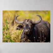 Crazy Water Buffalo Poster (Voorkant)