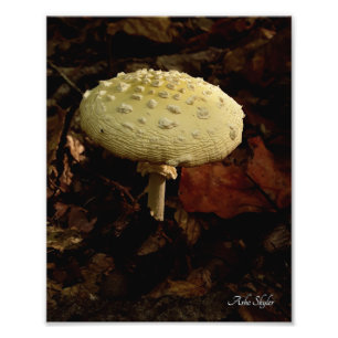Cream Bowtie Foto Afdruk
