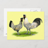 Cream Brabanter Chickens Briefkaart (Voorkant / Achterkant)