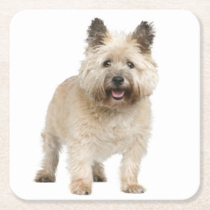 Cream Cairn Terrier Puppy Dog Love Vierkante Kartonnen Onderzetter