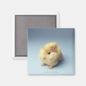 Cream-gekleurd cavia magneet (Voorkant / Achterkant)