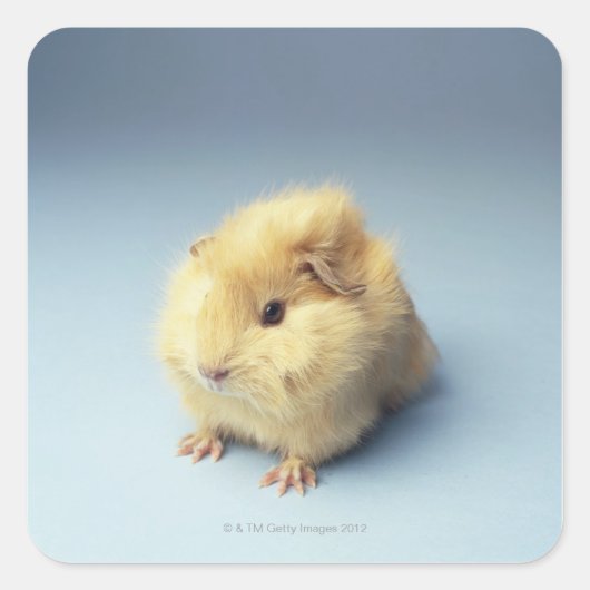 Cream-gekleurd cavia vierkante sticker (Voorkant)