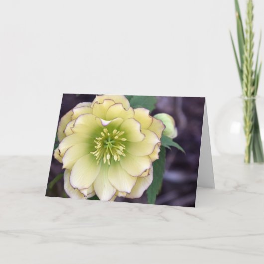 Cream Hellebore (Helleborus)-foto Kaart (Voorkant)