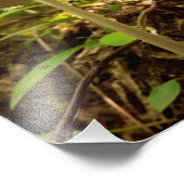 Cream Majesty Foto Afdruk (Hoek)