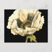 Cream Poppy-ventilator op zwarte achtergrond