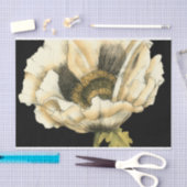 Cream Poppy-ventilator op zwarte achtergrond Tissuepapier (Craft)