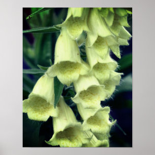 Creamy Foxglove Flower Poster