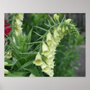 Creamy White Foxglove Flowers #2 Poster