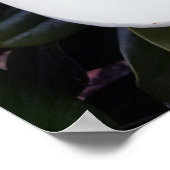 Creamy White Magnolia Poster Print (Hoek)