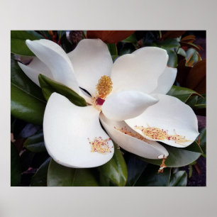 Creamy White Magnolia Poster Print