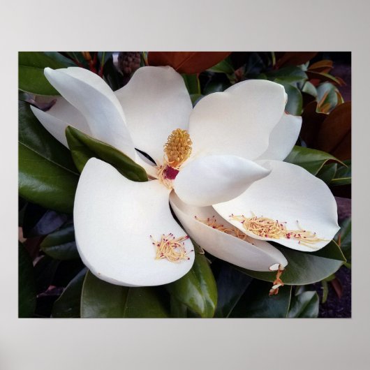 Creamy White Magnolia Poster Print (Voorkant)