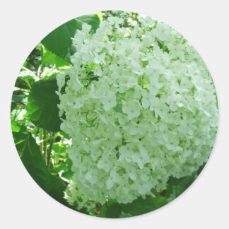 Creamy Witte Annabelle Hydrangea Flower Stickers