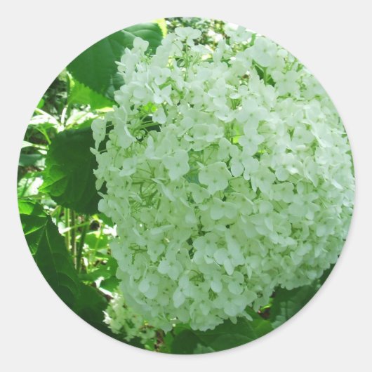 Creamy Witte Annabelle Hydrangea Flower Stickers (Voorkant)