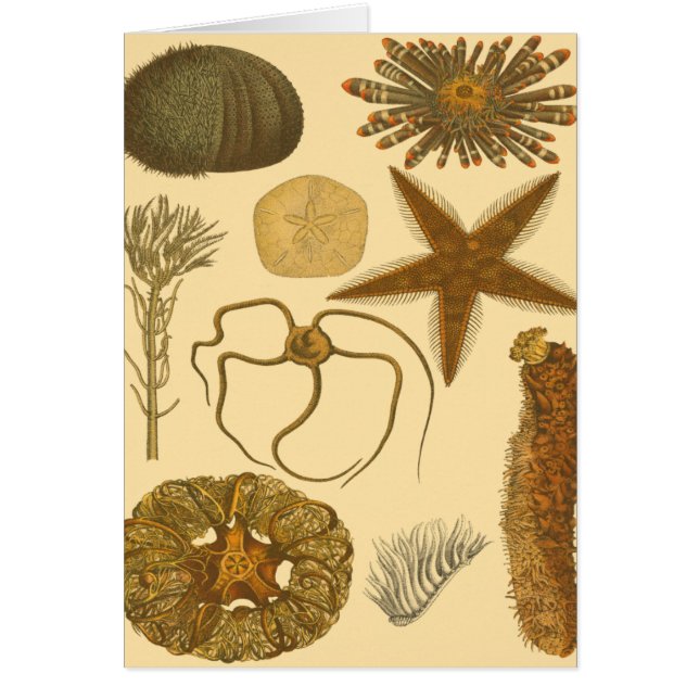 Créatures sous-marines (Devant)