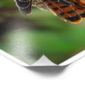 Crécerelle d'Amérique perchée – Photo de faune de  (Coin)