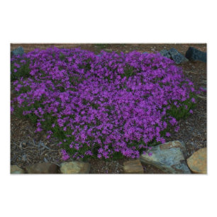Creëer-phlox Foto Afdruk