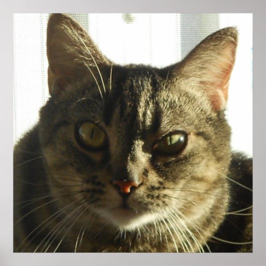 Creëer Uw eigen 24-inch x 24-inch Poster (Voorkant)