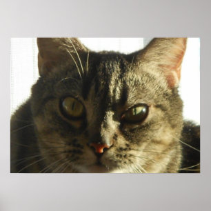 Creëer Uw eigen 28" x 20" Poster