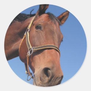 Creëer Uw eigen aangepaste fotocadeau Ronde Sticker