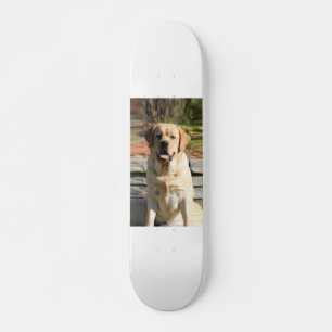 Creëer Uw eigen foto van Pet Dog Skateboard