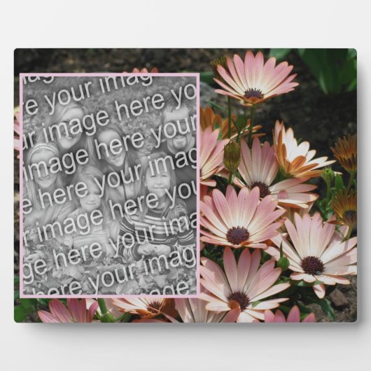 Creëer Uw eigen Roze Afrikaans Daisy Flowers Foto Fotoplaat (Voorkant)