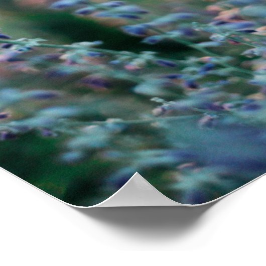 Creëer Uw eigen veld Poster lavender eigen offerte (Hoek)