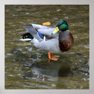 Creek Mallard Duck Poster wissen