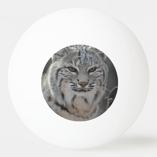 Creeping Bobcat Pingpongballen (Voorkant)
