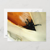 Creepy Crawler Briefkaart (Voorkant / Achterkant)