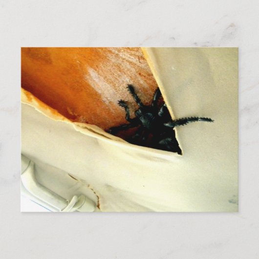 Creepy Crawler Briefkaart (Voorkant)