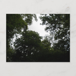 Creepy Forest Briefkaart