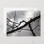 Creepy Halloween Silhouette Branches Mist & Sun Briefkaart (Voorkant / Achterkant)
