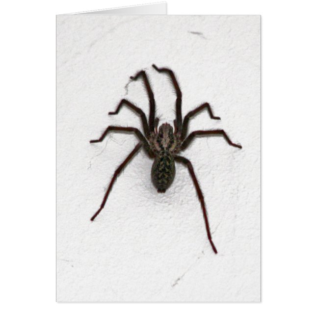 Creepy Spider (Voorkant)