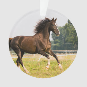 Créez votre propre photo de cheval de compagnie pe